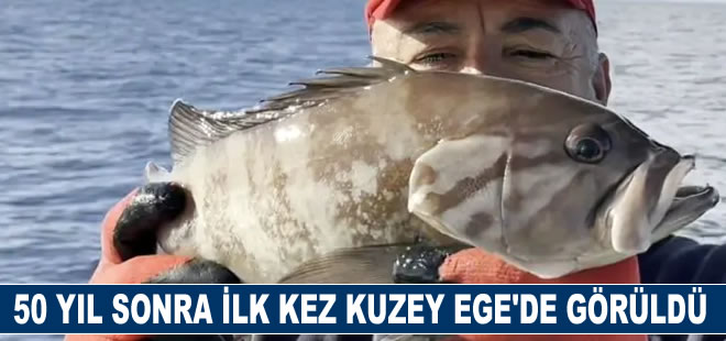 50 yıl sonra ilk kez Kuzey Ege'de görüldü