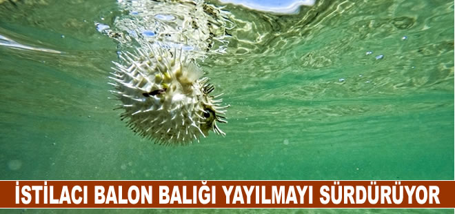 İstilacı balon balığı yayılmayı sürdürüyor