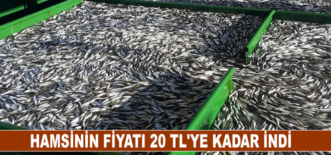 Hamsinin fiyatı 20 TL'ye kadar indi