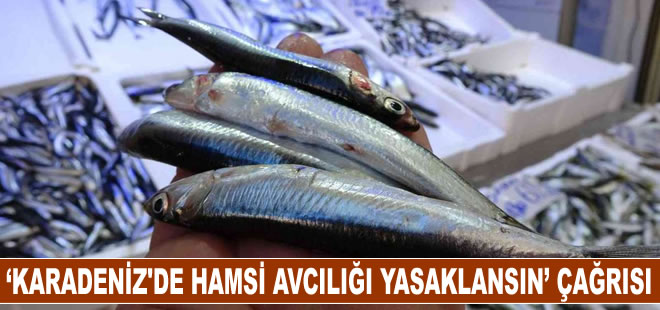 Profesörden "Karadeniz'de hamsi avcılığı yasaklansın" çağrısı