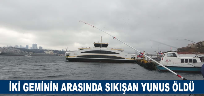 Üsküdar'da iki geminin arasında sıkışan yunus öldü