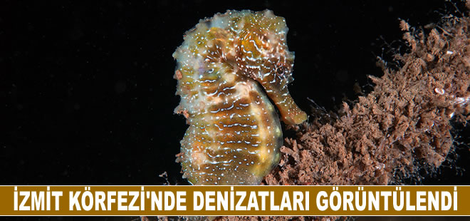 İzmit Körfezi'nin derinliklerinde denizatları görüntülendi