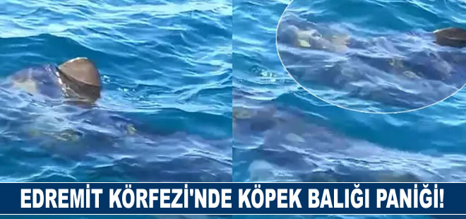 Edremit Körfezi'nde köpek balığı paniği