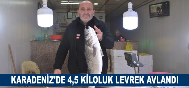 Karadeniz'de 4,5 kiloluk levrek avlandı