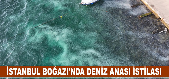 İstanbul Boğazı'nda deniz anası istilası