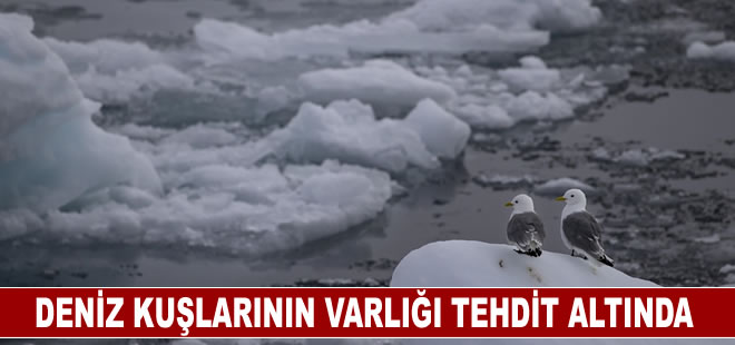 İklim değişikliği deniz kuşlarının varlığını tehdit ediyor