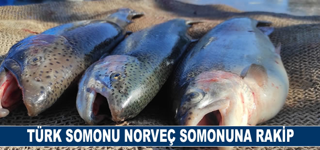 Türk somonu Norveç somonuna rakip