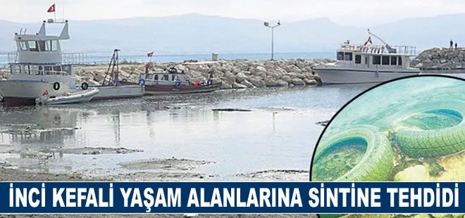 Sintine kirliliği inci kefali yaşam alanlarını tehdit ediyor