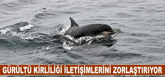 Yunuslar denizlerdeki gürültü kirliliği sebebiyle birbirlerine "bağırmak zorunda kalıyor"