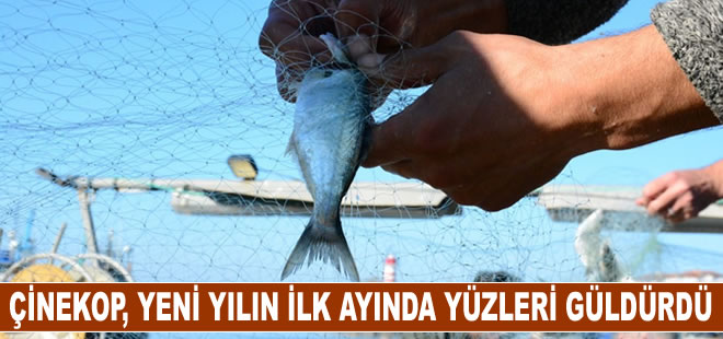 Karadeniz’in incisi çinekop, yeni yılın ilk ayında yüzleri güldürdü