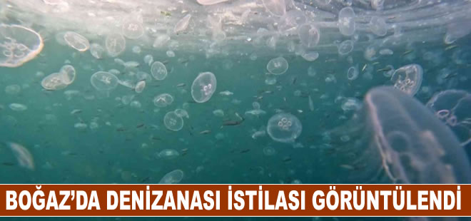 İstanbul Boğazı'nda denizanası istilası su altından görüntülendi