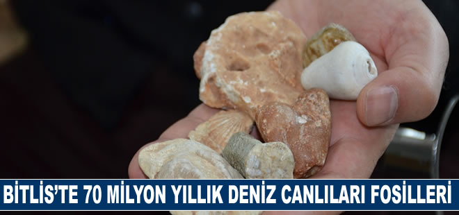 Bitlis’te 70 milyon yıllık deniz canlılarına ait fosiller bulundu