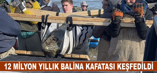 ABD'de 12 milyon yıllık balina kafatası keşfedildi