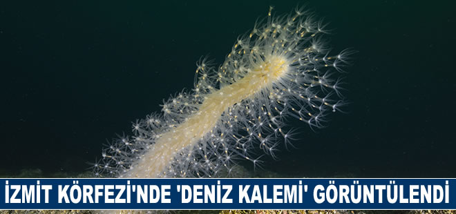 İzmit Körfezi'nde 'deniz kalemi' görüntülendi