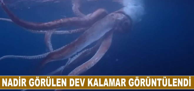 Nadir görülen dev kalamar Japon çiftin kadrajına yakalandı