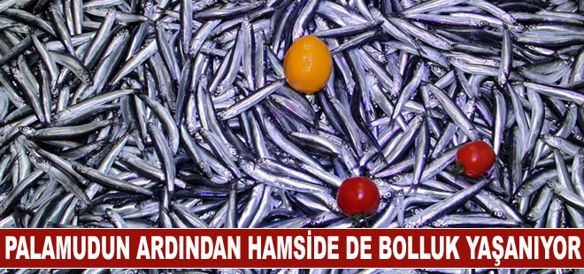 Karadeniz'de palamudun ardından hamside de bolluk yaşanıyor