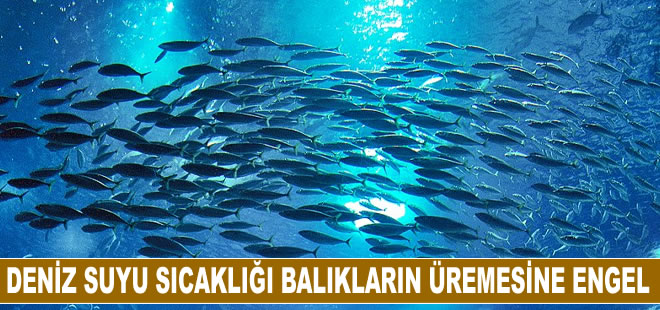 Deniz suyu sıcaklığı balıkların üreme dönemini saptırdı