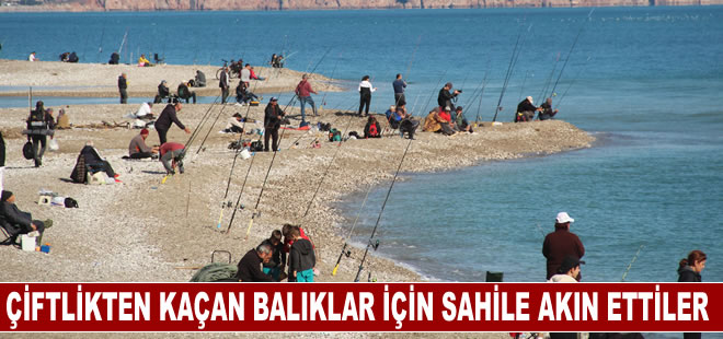 Çiftlikten kaçan balıkları yakalamak isteyenler sahillere akın etti