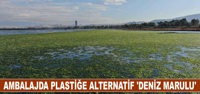 Ambalaj sektöründe plastiğe alternatif ‘deniz marulu’