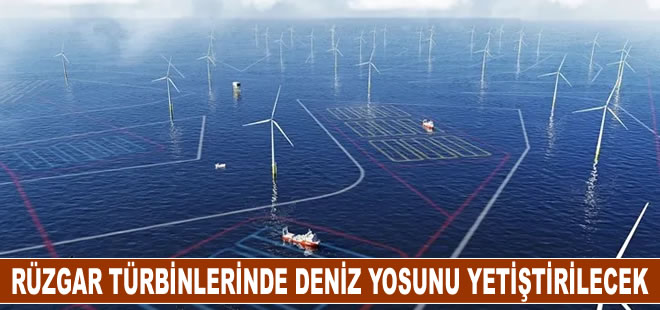 Amazon, iklim değişikliğine karşı açık deniz rüzgar türbinlerinde deniz yosunu yetiştirecek