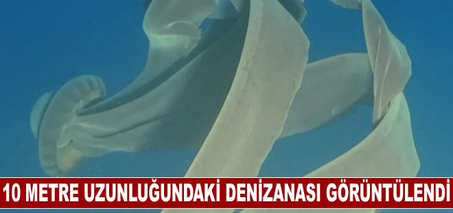 10 metre uzunluğundaki denizanası görüntülendi