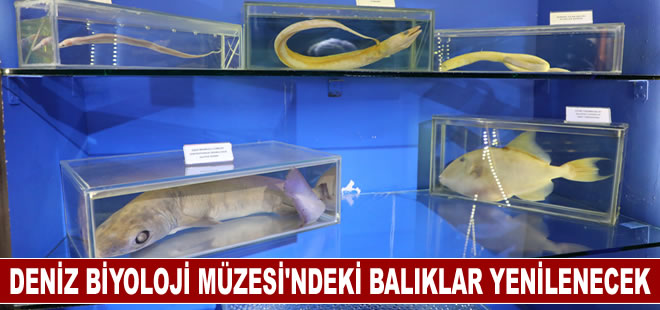 Deniz Biyoloji Müzesi’ndeki balıklar yenilenecek