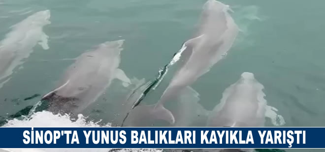 Sinop’ta yunus balıkları kayıkla yarıştı