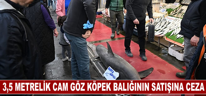 3,5 metrelik yasaklı cam göz köpek balığının satışına ceza