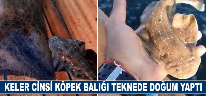 Köpek balığı teknede doğum yaptı