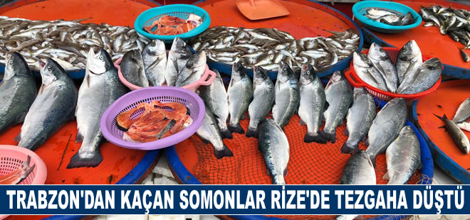 Trabzon'dan kaçan somonlar Rize'de tezgaha düştü