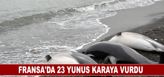 Fransa'da 23 yunus karaya vurdu