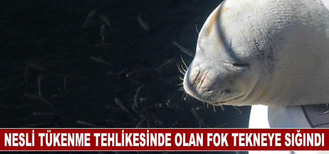 Akdeniz foku tekneye sığındı