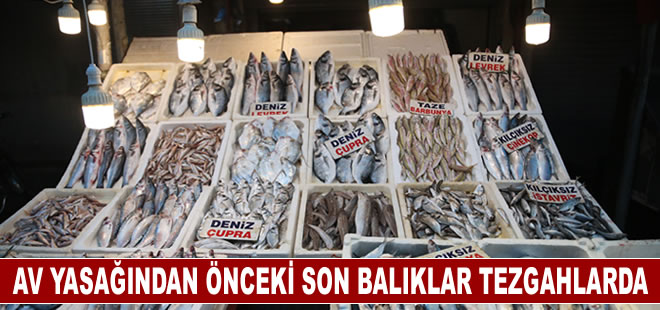 Av yasağından önceki son balıklar tezgahlarda