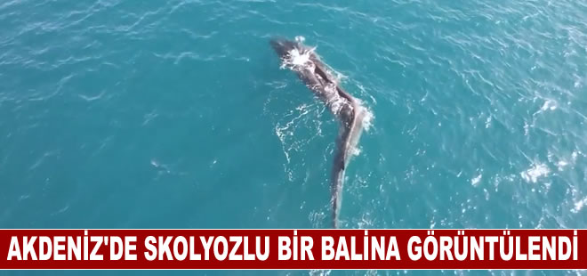 Akdeniz'de skolyozlu bir balina görüntülendi