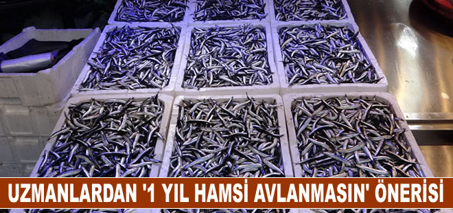 Uzmanlardan "1 yıl hamsi avlanmasın" önerisi