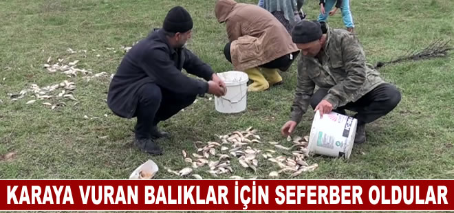 Depremzedeler karaya vuran balıkların yaşaması için seferber oldu