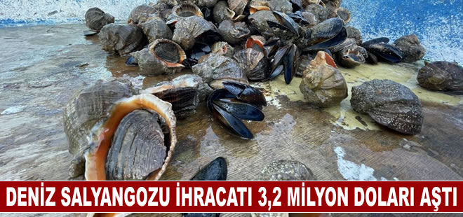 Türkiye'nin deniz salyangozu ihracatı 3,2 milyon doları aştı