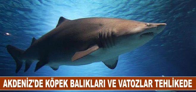 Akdeniz'deki köpekbalıkları ve vatoz türlerinin yarısından fazlası yok olabilir