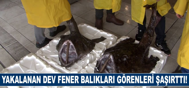 Yakalanan dev Fener Balıkları görenleri şaşırttı!