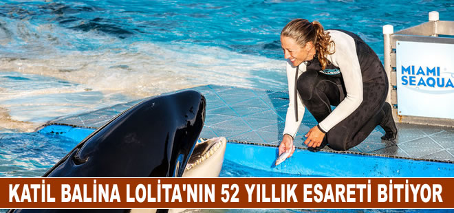 Katil balina Lolita'nın 52 yıllık esaretten sonra yuvasına dönmesi planlanıyor