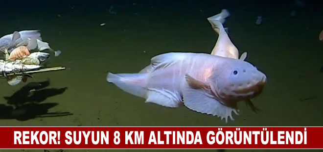 En derinde yaşayan balık gözleminde yeni rekor