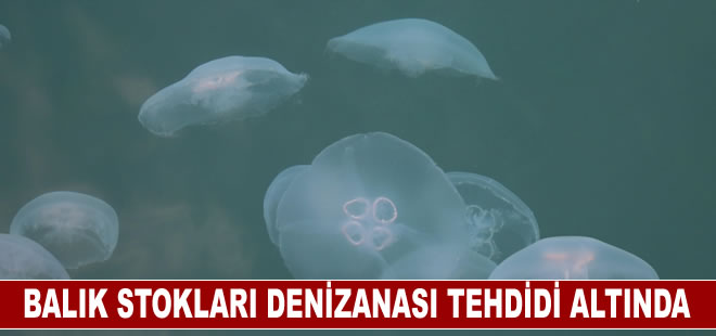 Marmara Denizi'ndeki balık stokları denizanası tehdidi altında