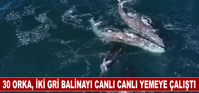 30 orka, iki gri balinayı canlı canlı yemeye çalıştı