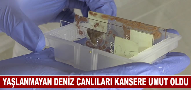 Yaşlanmayan deniz canlıları kanser ve yaşlanma tedavisinde ilaç ham maddesi olabilir