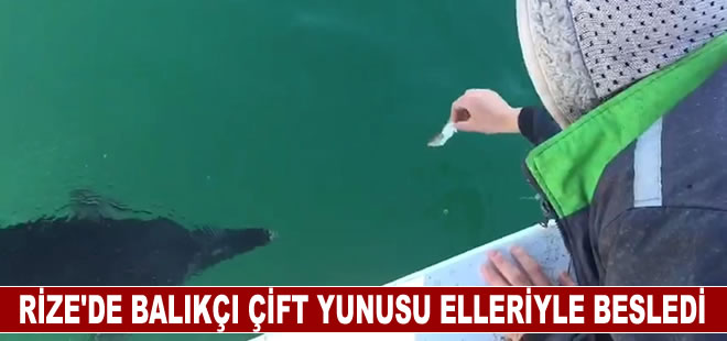 Rize'de balıkçı çift tekneye yaklaşan yunusu besledi