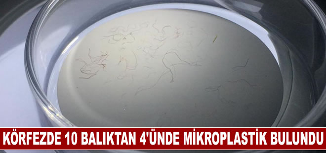 İzmit Körfezi'ndeki her 10 balıktan 4'ünde mikroplastik tespit edildi