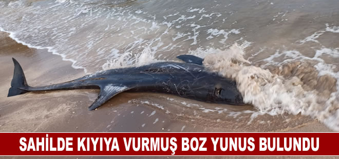 Mersin'de boz yunus kıyıya vurdu