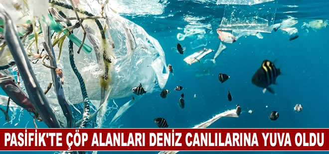 Büyük Pasifik’in ortasındaki çöp alanlarında deniz canlısı türleri gelişmeye başladı