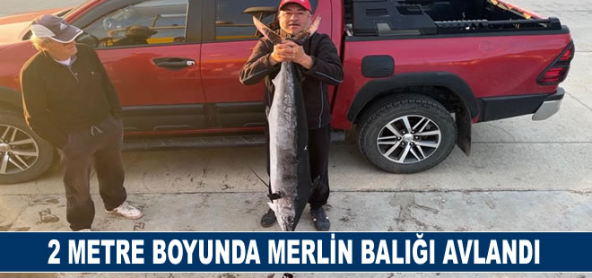 2 metre boyunda, 50 kilogram ağırlığında merlin balığı avladı