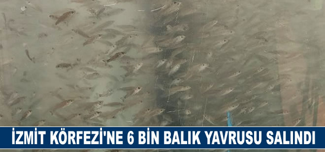 İzmit Körfezi'ne 6 bin balık yavrusu salındı